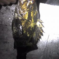 ランカータケノコ狙い（汗）