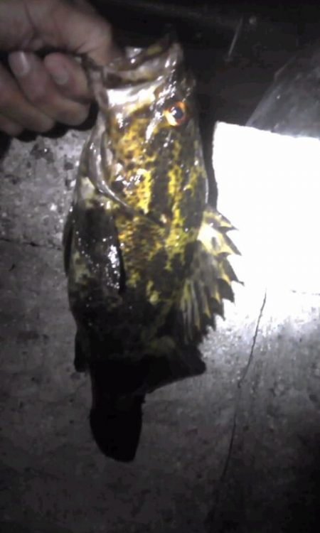 ランカータケノコ狙い（汗）