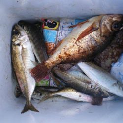 福井県　ゴールデンウィーク（GW）にオススメの釣り情報！