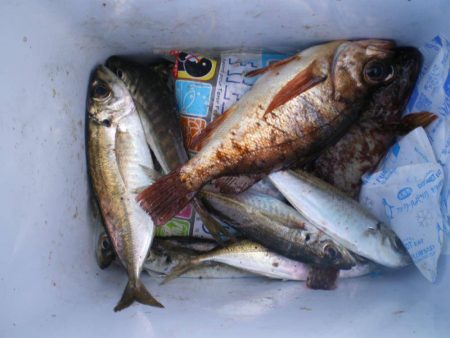 福井県　ゴールデンウィーク（GW）にオススメの釣り情報！