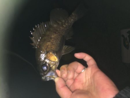 メバリング、ジグ