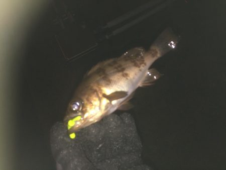 フロートリグ メバリング