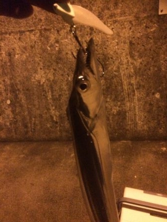 タチウオ&メバル