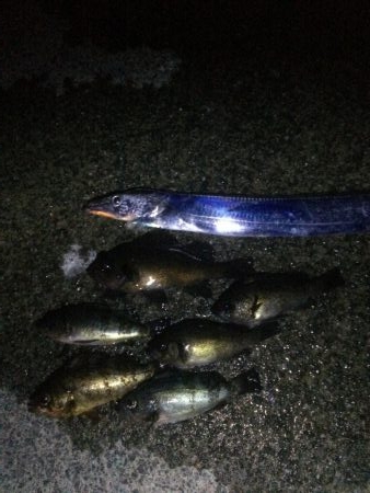 メバリング&タチウオ