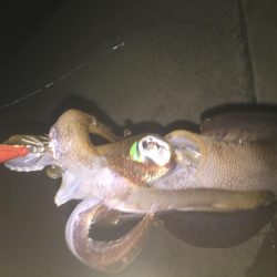 人生初アオリ！