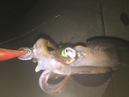 人生初アオリ！