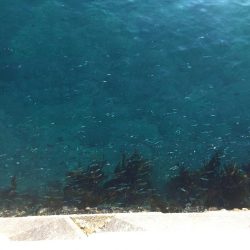 まさかの入れ食い！