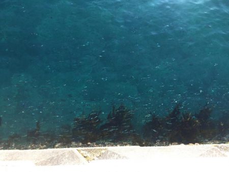 まさかの入れ食い！