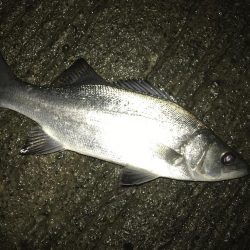 夜練ヒラセイギング