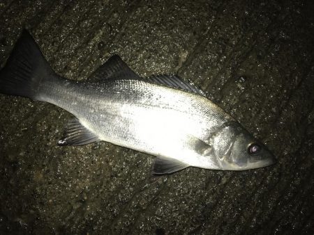 夜練ヒラセイギング