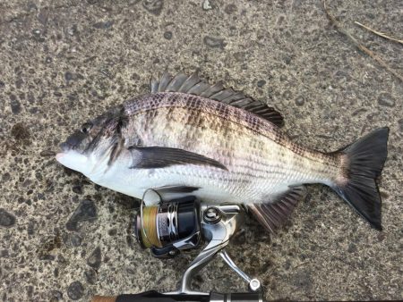 ２月に古座川でチヌがなぜ釣れるのでしょうか…