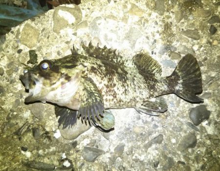 何を投げても…