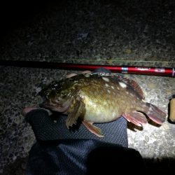 ヘチ釣りinかもめ大橋（2月の無風だが極寒の釣り）