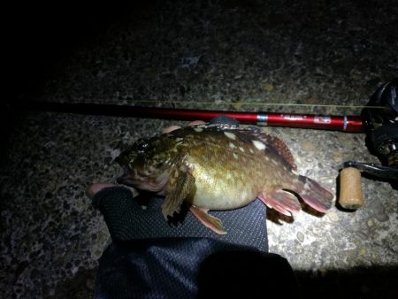 ヘチ釣りinかもめ大橋（2月の無風だが極寒…