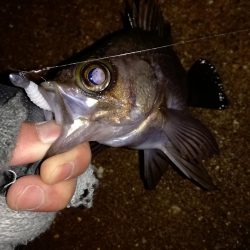 初ブルーバック☆