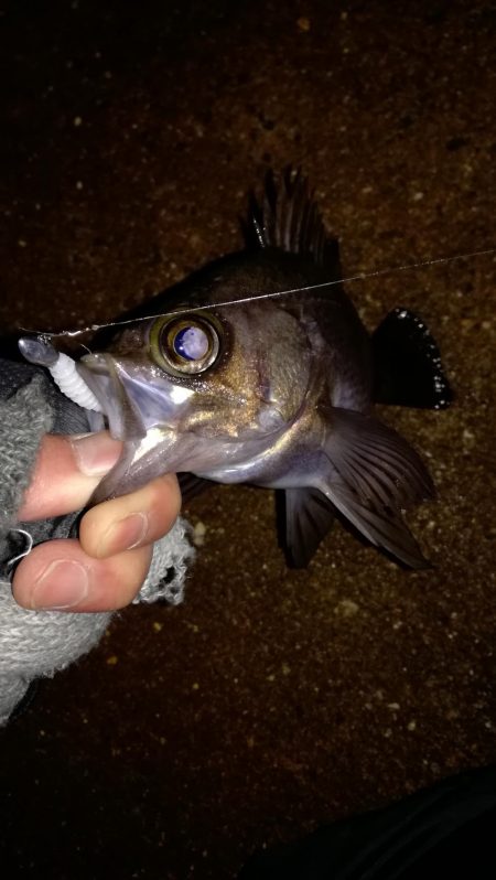 初ブルーバック☆