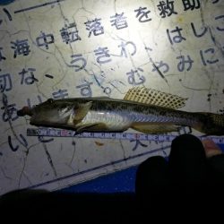 カモメ大橋でのヘチ釣り と カモメ大橋釣り場のご報告（2/15～3/3釣り場閉鎖らしい。）