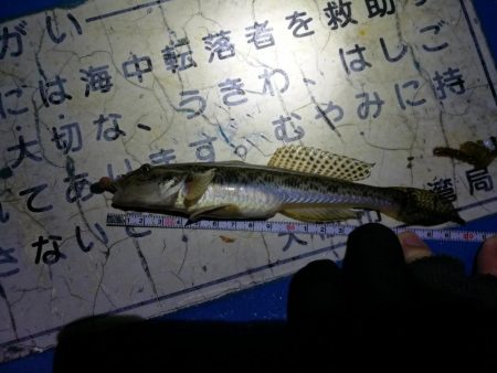 カモメ大橋でのヘチ釣り と カモメ大橋釣り場のご報告(2/15~3/3釣り場閉鎖らしい。)