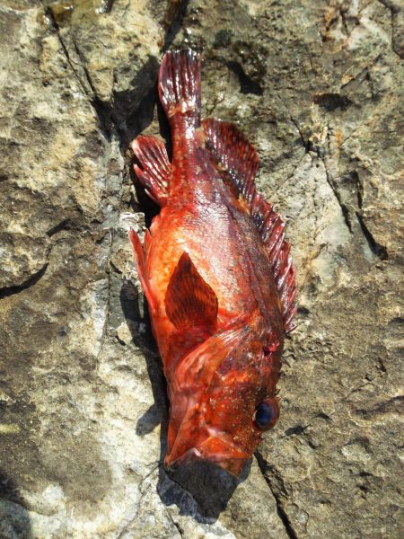 尺まで5mm足らず