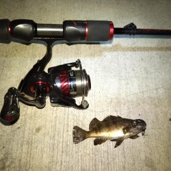 メバリング日和？な夜