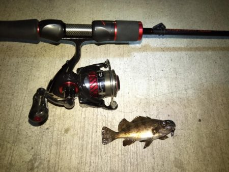 メバリング日和？な夜