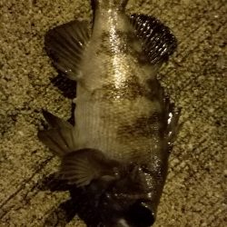 メバル上昇中!?