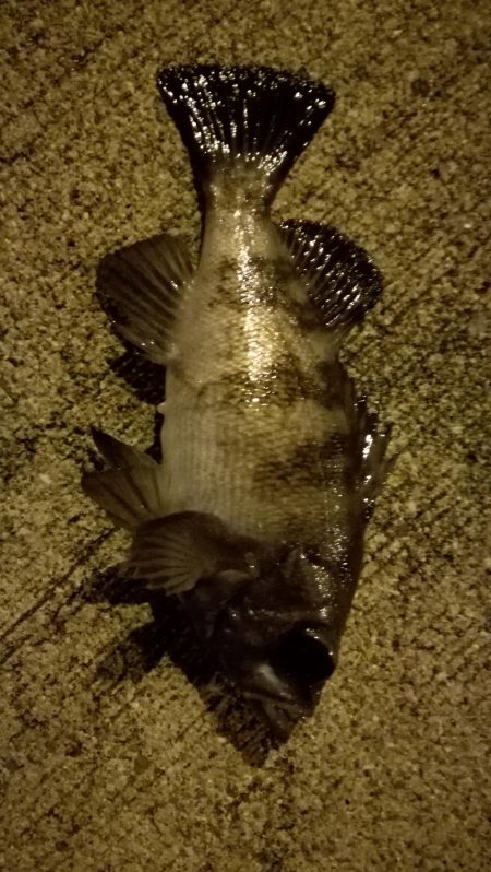 メバル上昇中!?