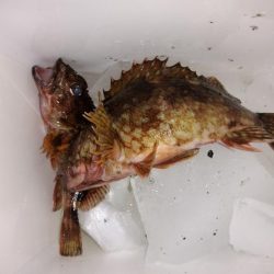 メバルを求めて