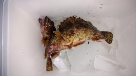 メバルを求めて