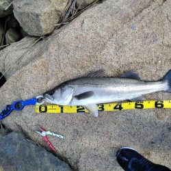 デイゲームで75ｃｍ