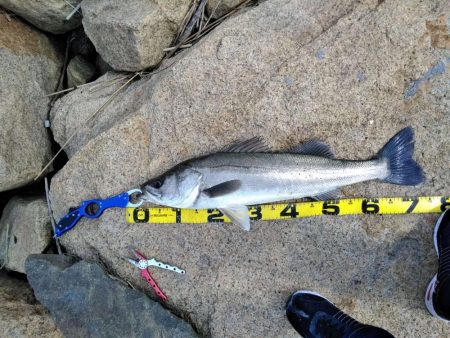 デイゲームで75ｃｍ