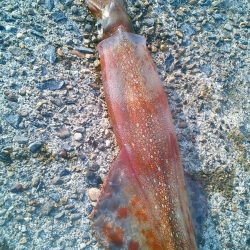 やっとヤり～に･・