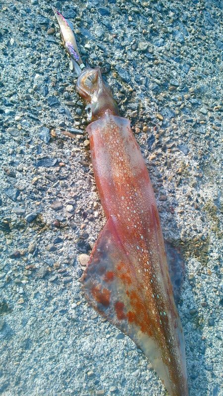 やっとヤり～に･・