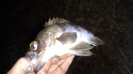 メバリングランガン