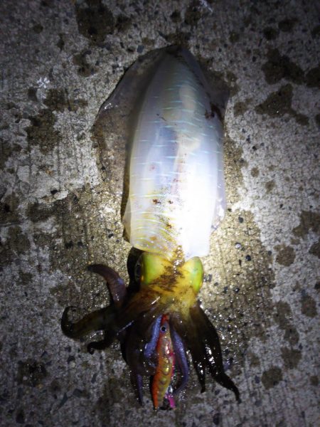 全てキロアップ