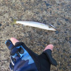 メバル狙いがカマス祭り！