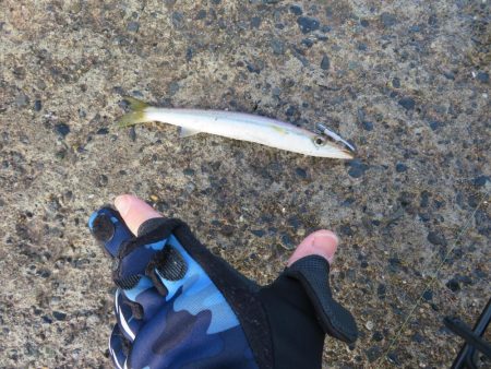 メバル狙いがカマス祭り！