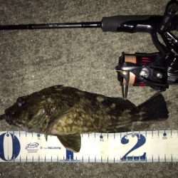 ボトムロックに癒されたメバリング