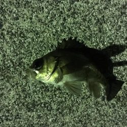 宇部岬にてメバリング！