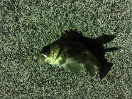 宇部岬にてメバリング！