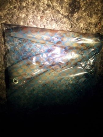 2週連続でヤリイカ☆