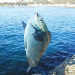 グレ・サンノジ・・渋いですよ！