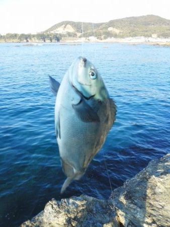 グレ・サンノジ・・渋いですよ！