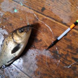 室内釣堀(鯉1匹、フナ6匹)