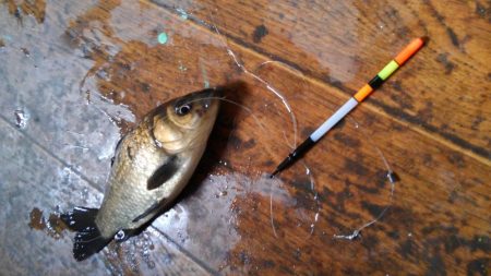 室内釣堀(鯉1匹、フナ6匹)