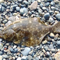 ヒラメ、サゴシを狙いに