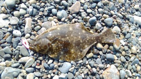 ヒラメ、サゴシを狙いに