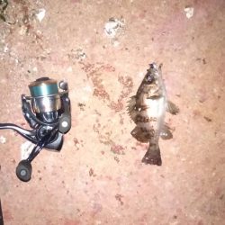 王道のメバリング