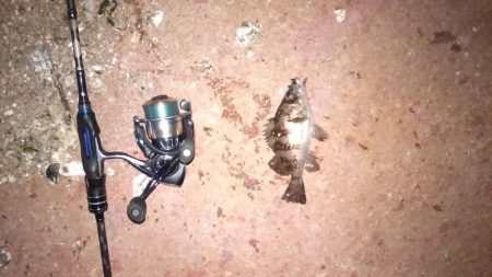 王道のメバリング