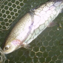 大安トラウトレイク 釣果